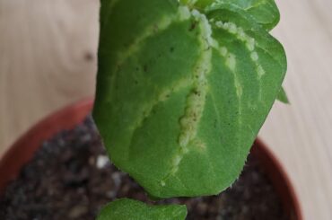 Diseased seedlings?