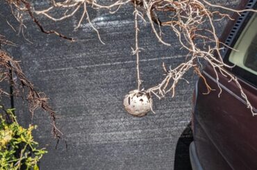 What is on my rootball?