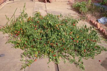 I had an injury stopping me harvest the second wave of pods and by the time I came to them, the ripe were beyond edible and the unripe were too close to the end of the season for me to care about. A total of 8 plants cut down a few days ago hence the wilt.