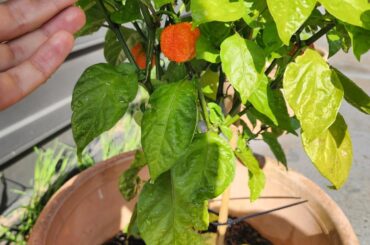 Scorpion Trinidad chilli