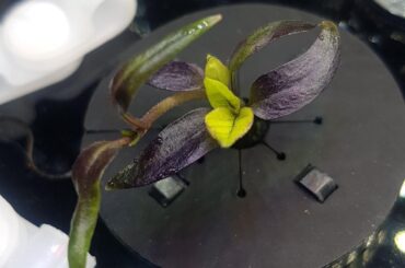 Planted TWO seeds, got THREE sprouts?