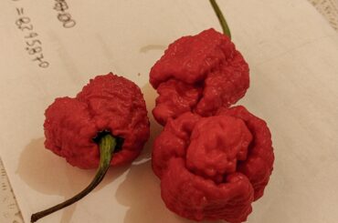 this is a carolina reaper?