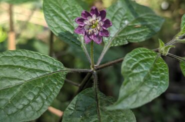 Siamese Rocoto Flower