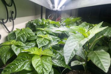 Potting Up Next Weekend!