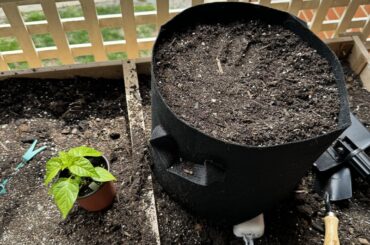 First of the Final Death Dragon Seedling Transplants
