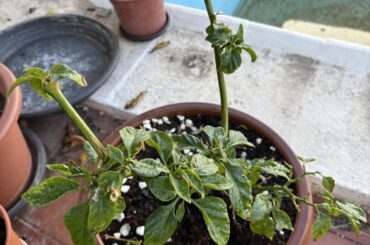 Help with habanero!