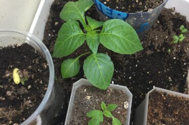 How do my peppers look?
