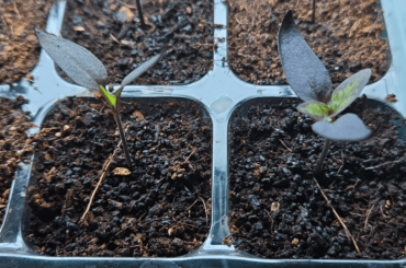 Germinated 25 days ago. Growth seems slow, but my only benchmark are other posts.