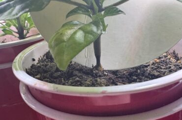 PLEASE HELP! SKINNY TEUNKS