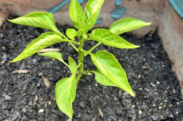 Is my pepper plant doing ok