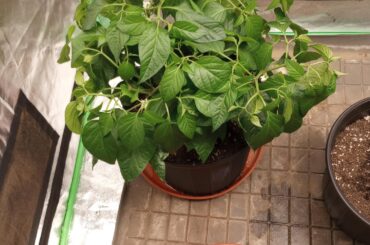 Grow tent peppers 2