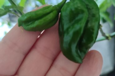 What are these?