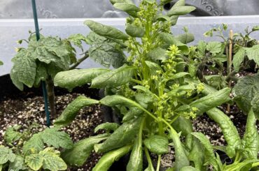 How far should we keep our LED lighting from the top of our plants?