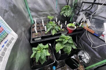 Always amazed at how fast milds grow compared to super hots haha