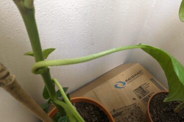 Rate my wonky leaf that decided it wanted to grow on the other side