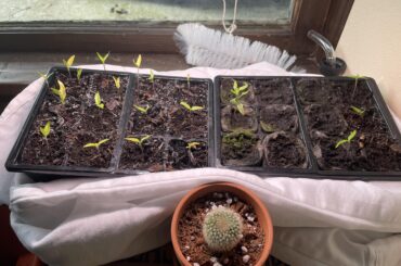 Slow growing seedlings, any advice?