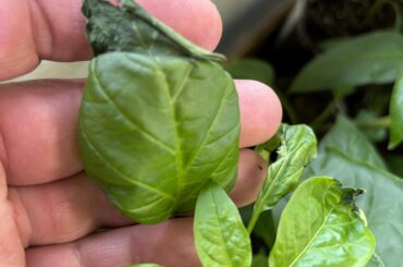 What is wrong with my leaves? What should I do about it?