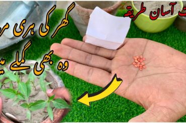 chili plant growing || mirchi plant at home ||  green chilli plant at home , green chili