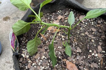 What should I do with damaged pepper plant?