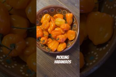 Today on the Homestead: Easy Pickled  Habanero Peppers | Hot & Tangy Kitchen Staple #shorts