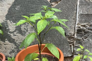 Should I let these flowers grow into fruit now?
