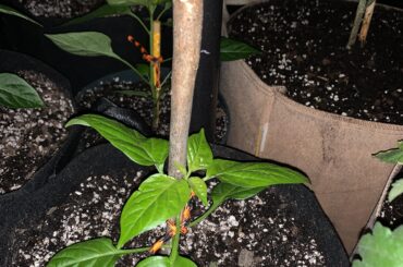 Will this affect soil?