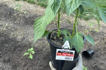 Should these pepper plants be thinned? They are 2 different stems in the same base.