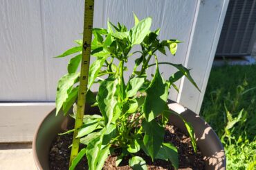 Should I still be pinching flowers and buds at this stage?