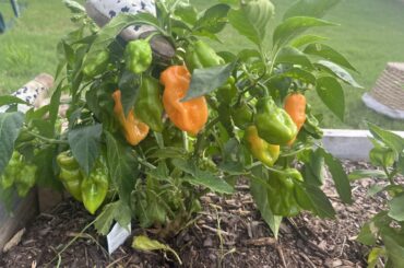 First time grower