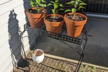 How important is full sun for pepper plants?