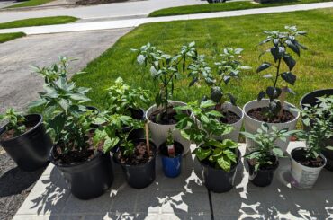 My potted garden
