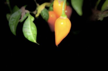 My datil plant is producing some lunkers this year.