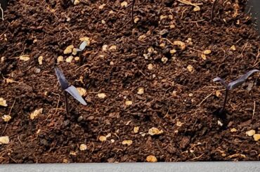 Mattapeno x Mutant f3 Sprouts