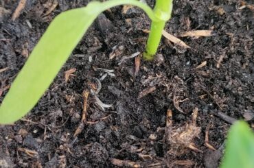 Help! What are these in my pepper seedlings pots and are they harmful?
