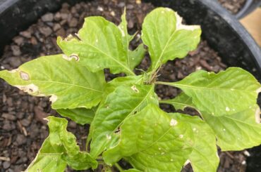 Any idea what’s happening to this plant?