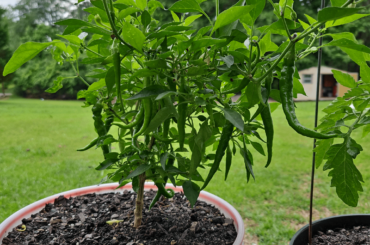 Name that pepper!