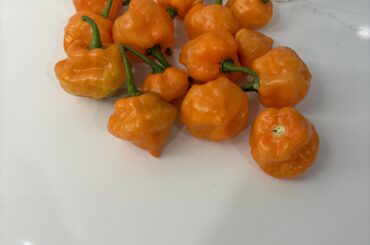 Does anyone have a recipe they would recommend for homemade habanero pepper sauce?