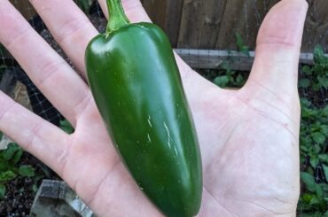 A thick pepper
