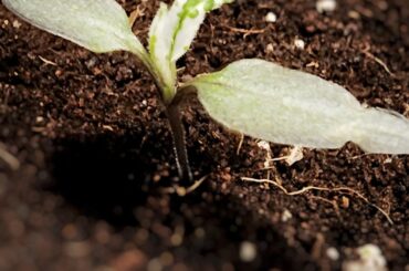 Mattapeno x Mutant f3 seedling update.