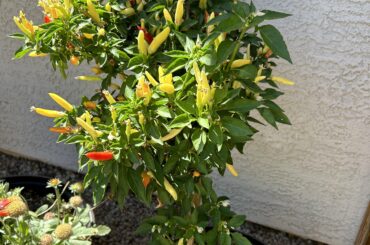 [AZ] KS White Thai Needs new home