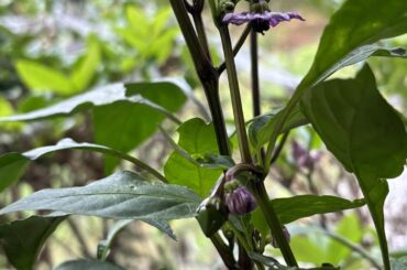 Purple peppers