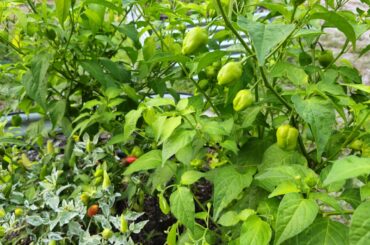 My first batch of Aji Mango are almost ripe and ready to harvest.