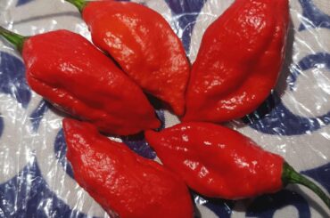 I want to know which chilly is this. 
1. Dorset naga
2. ghost pepper
3. Naga Morich