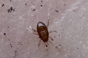 Found these in my soil, friend or foe?