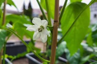 First blooms of my plants