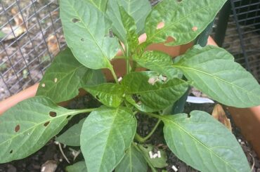 Pepper Plants Decimated - what is eating my peppers but not tomatoes?