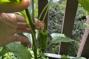 They’re fruiting!