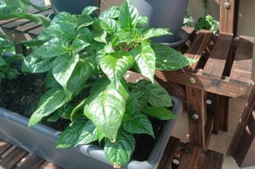 Carolina Reaper and Yellow Trinidad Scorpion . Both starting to flower. Fingers crossed it will all go well