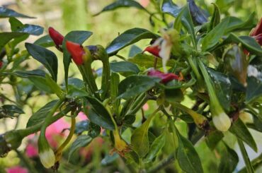 What is causing my peppers to develop so small?