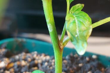 White Splotches on Growth Point?